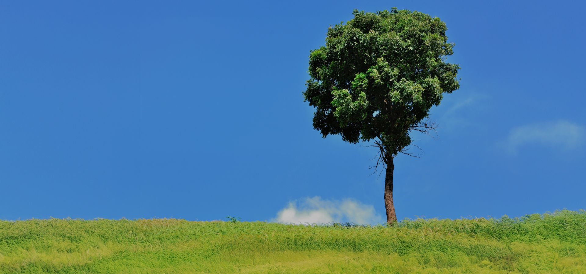 THE FORBIDDEN TREE | CPS GLOBAL